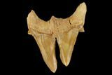 Pathological Otodus Shark Tooth - Split Blade #116710-1